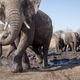 Credit: Will Burrard-Lucas/WWF-US.